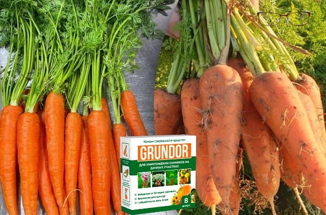 Отзывы о Грундор