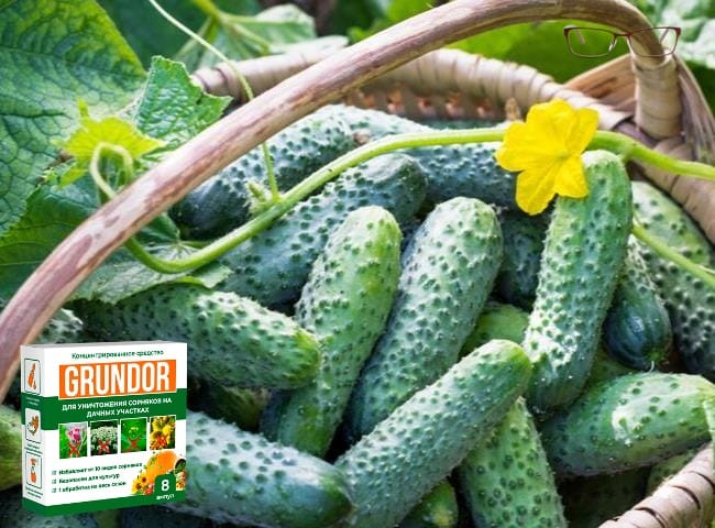 Обзор средства Грундор